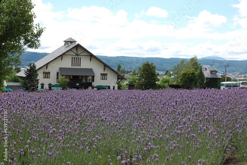 Fototapeta Naklejka Na Ścianę i Meble -  lavender field