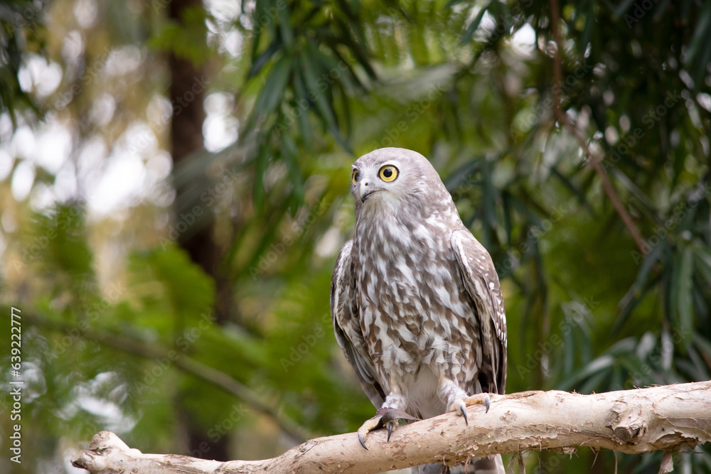 The barking owl has bright yellow eyes and no facial-disc. Upperparts are brown or greyish-brown, and the white breast is vertically streaked with brown The barking owl has bright yellow eyes and no facial-disc. Upperparts are brown or greyish-brown, and the white breast is vertically streaked with brown