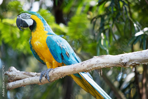 the Back and upper tail feathers of the blue and gold macaw are brilliant blue; 