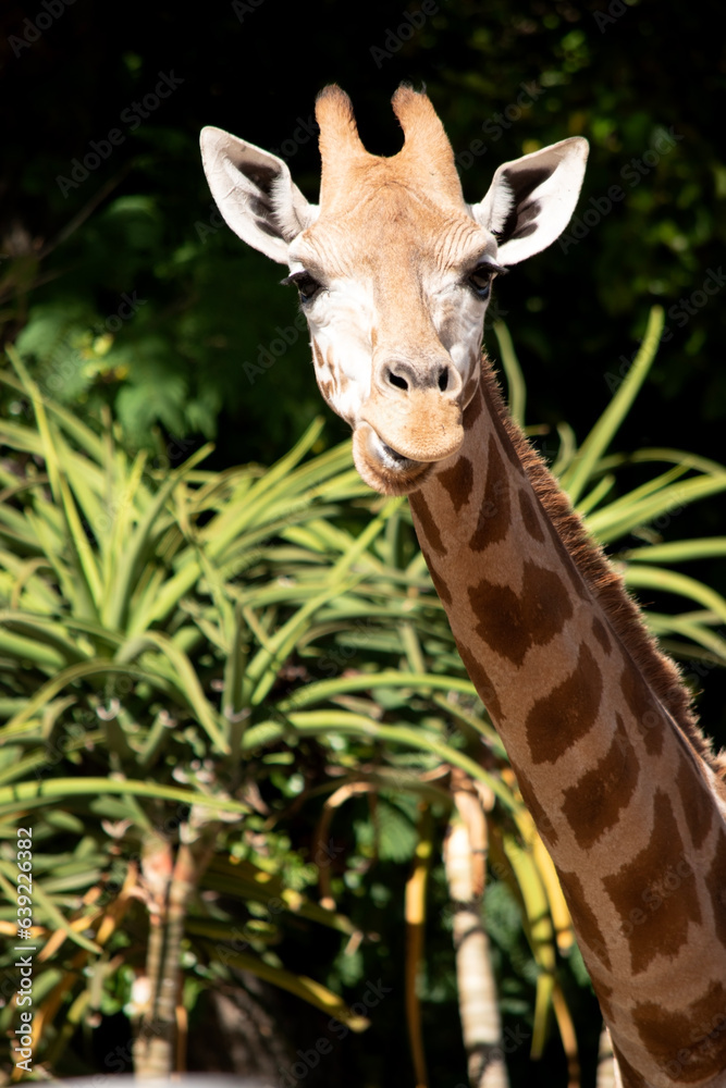 The giraffe is the tallest of all mammals. The legs and neck are extremely long. The giraffe has a short body, a tufted tail, a short mane, and short skin-covered horns.