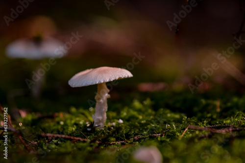 A beautiful mushroom grown on the ground in the fertile forest soil in the autumn season. Fantastic fungus in the morning 