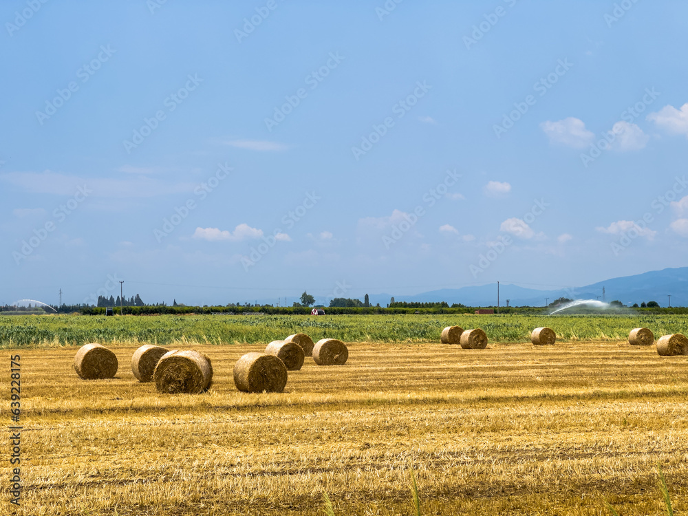 Fototapeta premium Bales of hay in an agricultural field after harvesting that can be used as fuel or for animal feed , food crisis concept