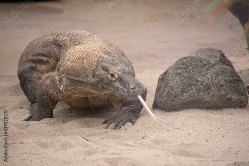 Komodo dragons are large lizards with long tails  strong and agile necks  and sturdy limbs.  Adults are an almost-uniform stone color with distinct  large scales