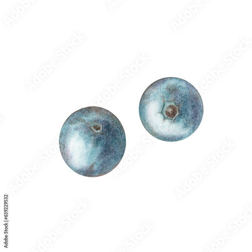 Watercolor blue berry blueberry, blueberry, currant isolated on a white background in vintage style. Watercolor illustration. Template for your cookbook design, tableware, textiles, accessories,prints