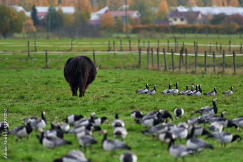 Highland cattle bovine with long horns walking in stall with large flock of barnacle geese on the ground on October afternoon in Helsinki, Finland.