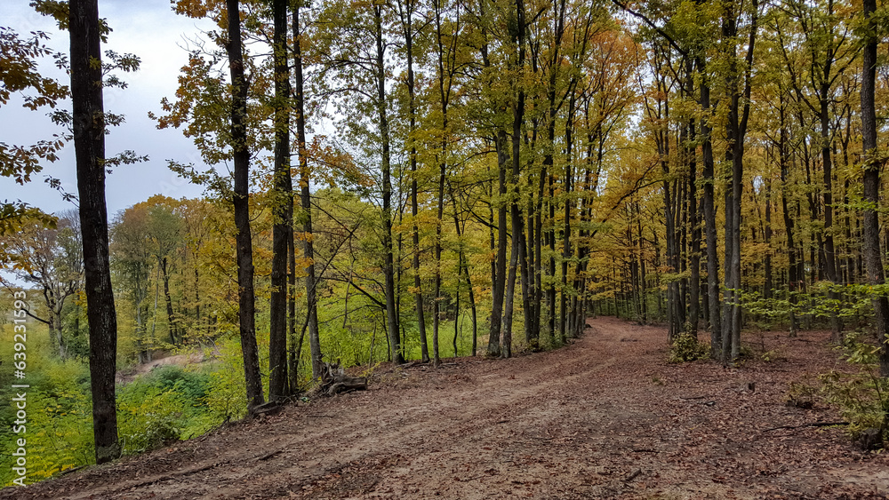 Fototapeta premium A path through the deciduous forest in the season of colors. Autumn in the wilderness walking outdoor in nature