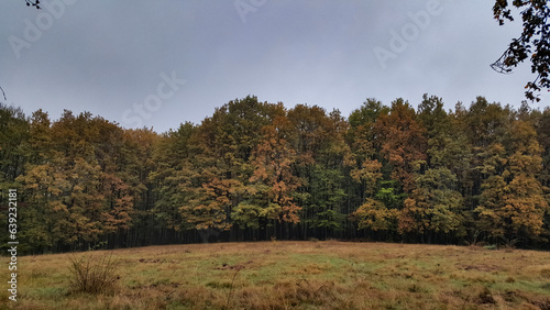 A large clearing at the edge of the colored forest. Dry grass in the autumn season on the wild fields