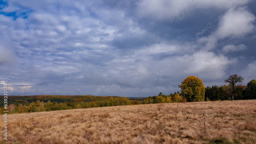 A large clearing at the edge of the colored forest. Dry grass in the autumn season on the wild fields