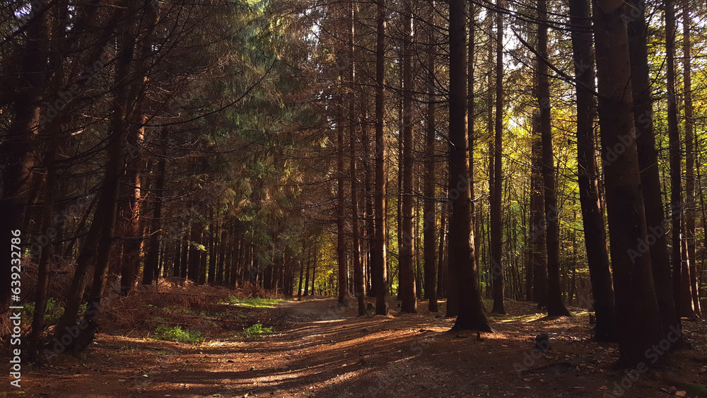 Obraz premium A path through the deciduous forest in the season of colors. Autumn in the wilderness walking outdoor in nature
