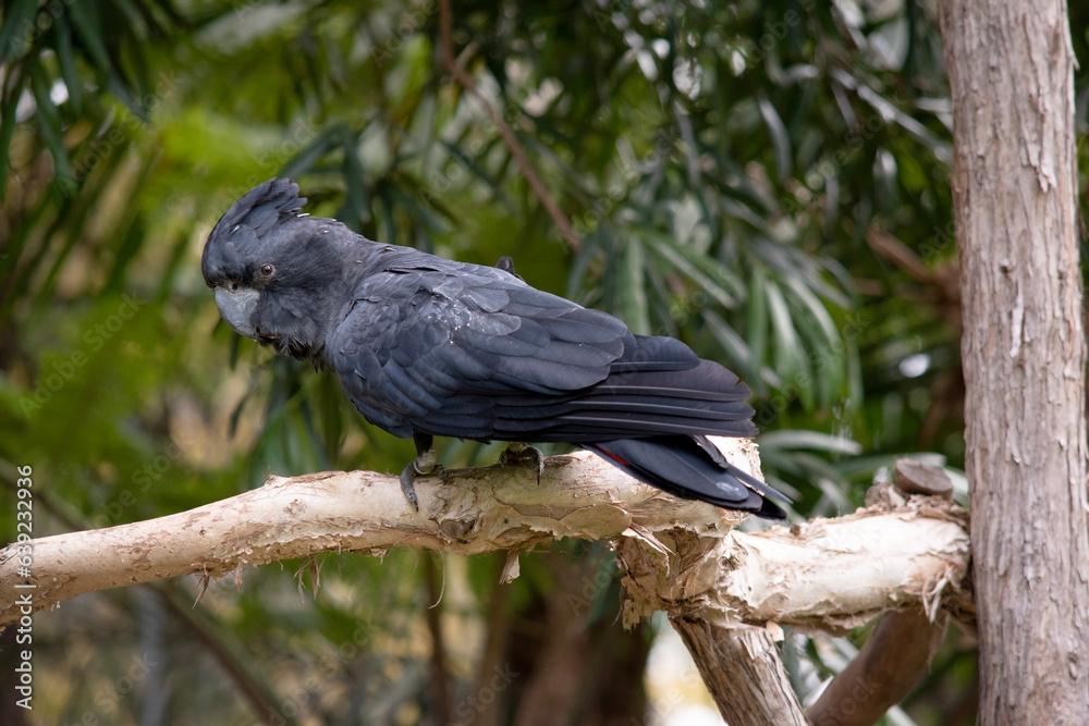 Obraz premium Male Red-tailed Black Cockatoos are black with two vibrant red stripes in the tail. They also have a very full crest and a black bill.