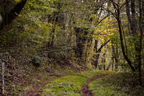 A path through the deciduous forest in the season of colors. Autumn in the wilderness walking outdoor in nature