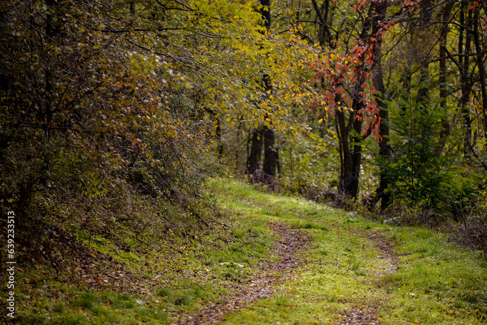 A path through the deciduous forest in the season of colors. Autumn in the wilderness walking outdoor in nature A path through the deciduous forest in the season of colors. Autumn in the wilderness walking outdoor in nature