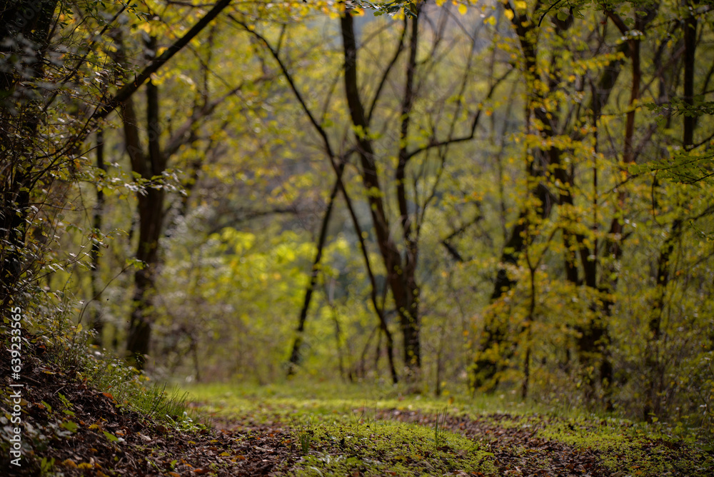 A path through the deciduous forest in the season of colors. Autumn in the wilderness walking outdoor in nature A path through the deciduous forest in the season of colors. Autumn in the wilderness walking outdoor in nature