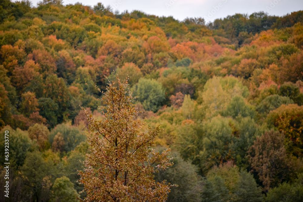 A beautiful autumn landscape with a huge colorful forest. Astonishing view into the woods colored in golden and yellow during fall season