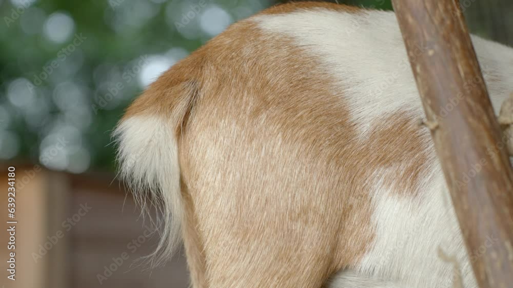 Brown goat wiggling tail while eating, close up view Brown goat wiggling tail while eating, close up view