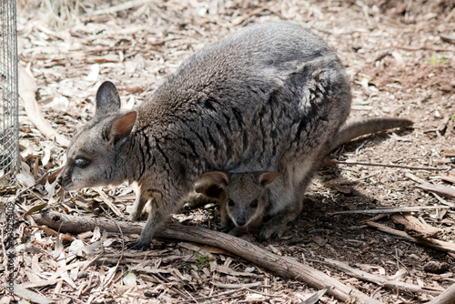 The tammar wallaby has a joey in her pouch he has his head sticking out looking around