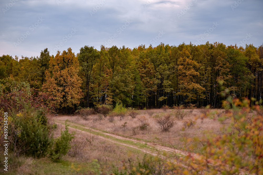 Fototapeta premium A trail through the middle of a dry meadow in the autumn season. Wild place close to the forest far from civilization 