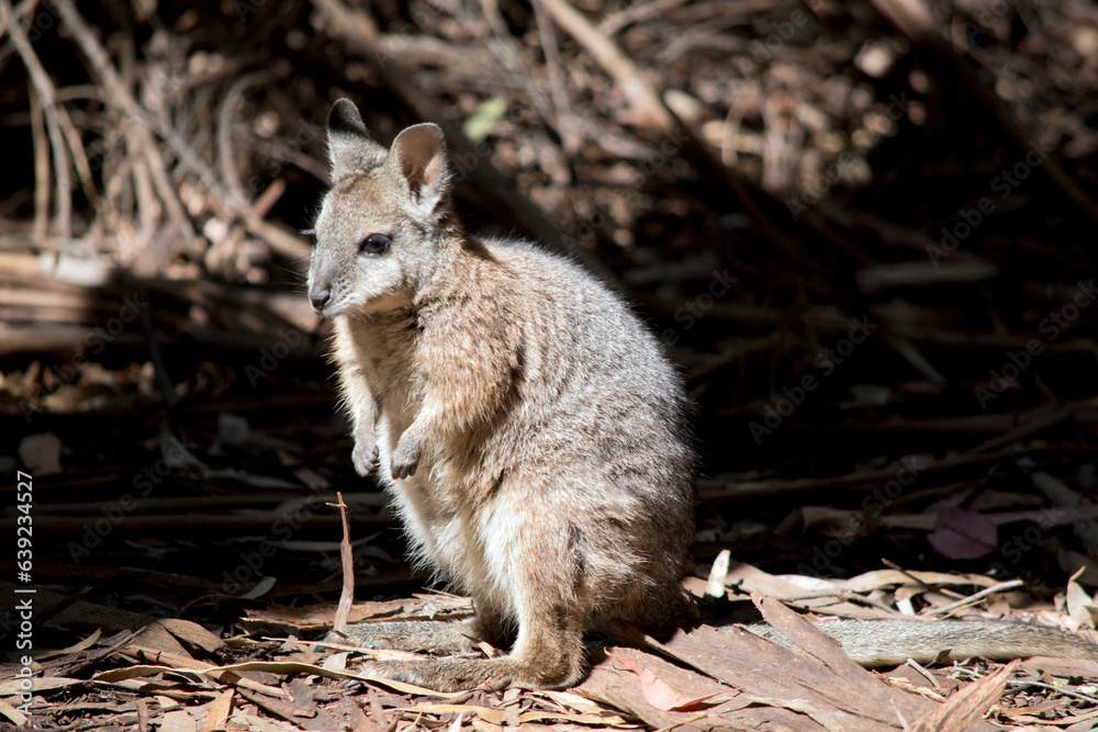 the tammar wallaby is searching for food amongst the leaves the tammar wallaby is searching for food amongst the leaves