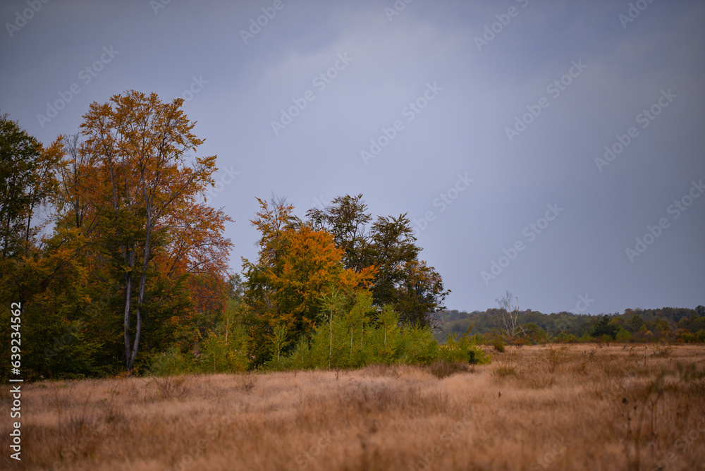 A large clearing at the edge of the colored forest. Dry grass in the autumn season on the wild fields