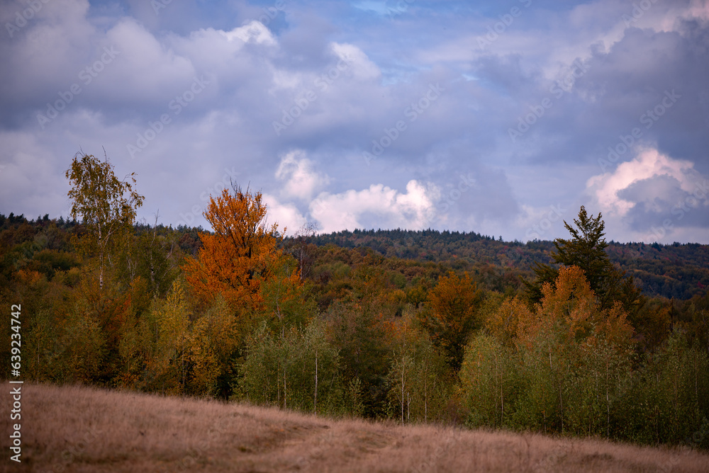 A large clearing at the edge of the colored forest. Dry grass in the autumn season on the wild fields