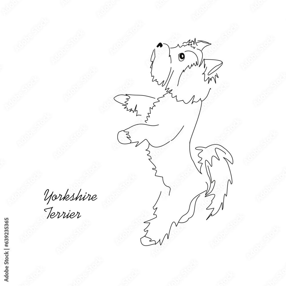 Fototapeta premium Vector drawing of a Yorkshire terrier. Linear black and white image of a cute little dog