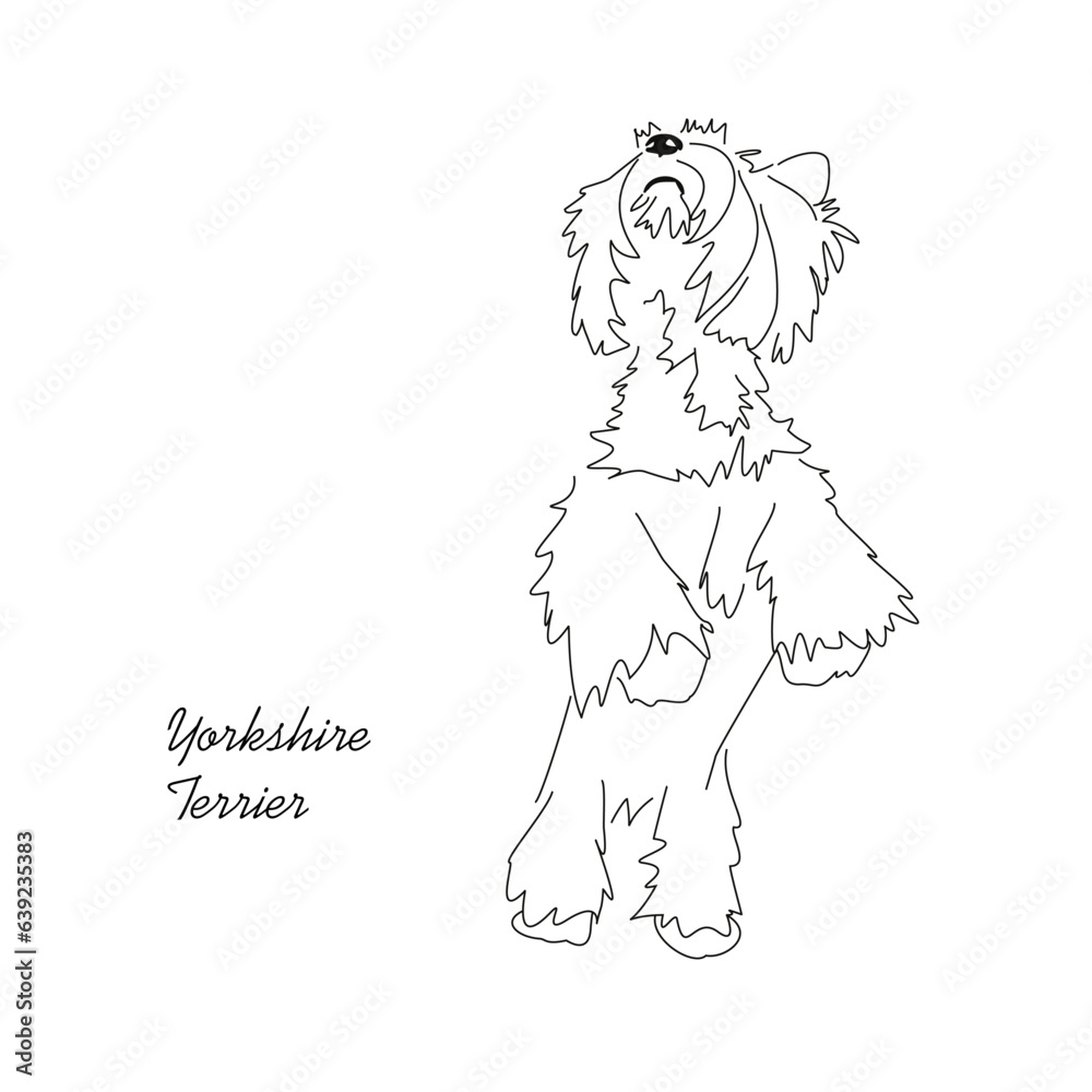 Vector drawing of a Yorkshire terrier. Linear black and white image of a cute little dog Vector drawing of a Yorkshire terrier. Linear black and white image of a cute little dog