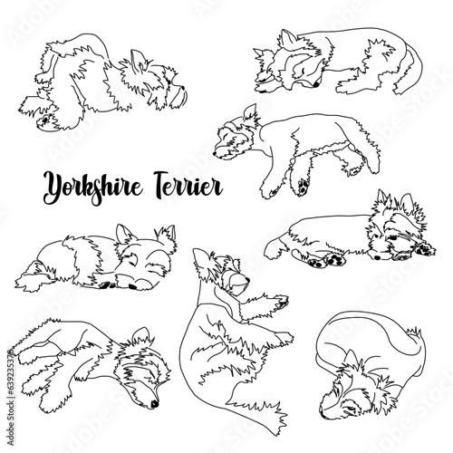 Different Yorkshire Terrier poses. Set of vector images of a small hypoallergenic dog. Linear black and white drawing