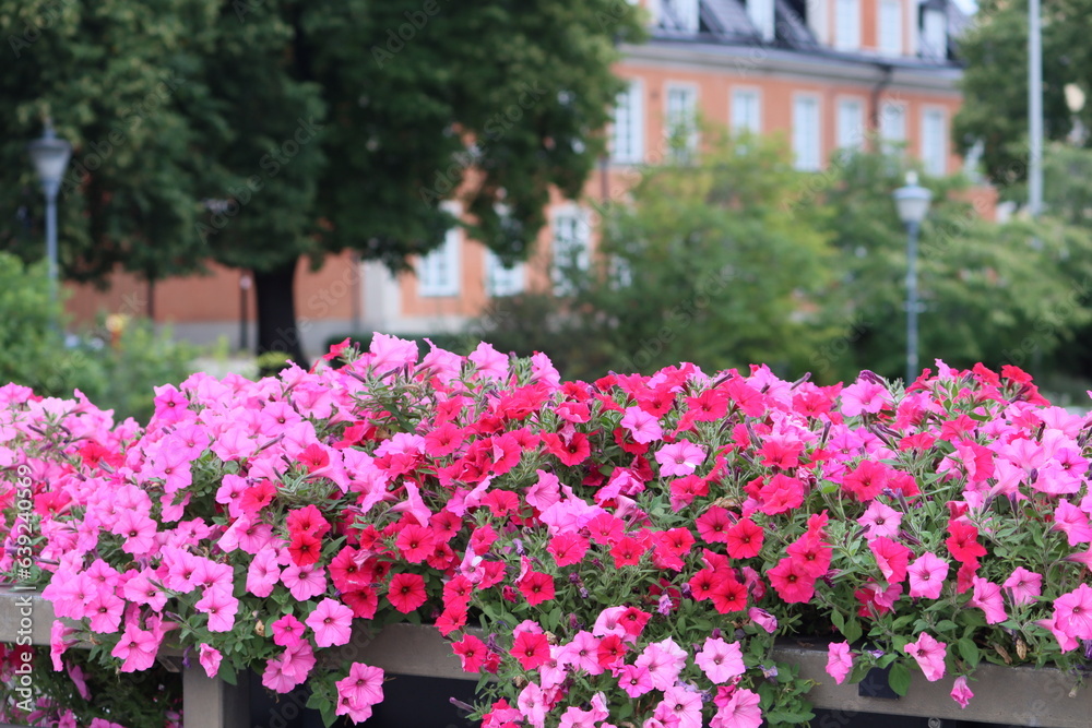 Sweden. Surfinia is a specially bred variety of ampelous petunia, its special successful hybrid, resistant to bad weather, not afraid of wind and rain. 