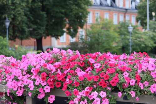 Sweden. Surfinia is a specially bred variety of ampelous petunia, its special successful hybrid, resistant to bad weather, not afraid of wind and rain.  © Andrii
