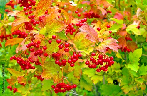 Many red viburnum berries on an autumn bush with yellow and green leaves, autumn day