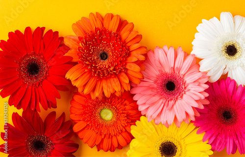 yellow  orange  pink and red gerbera on white background.