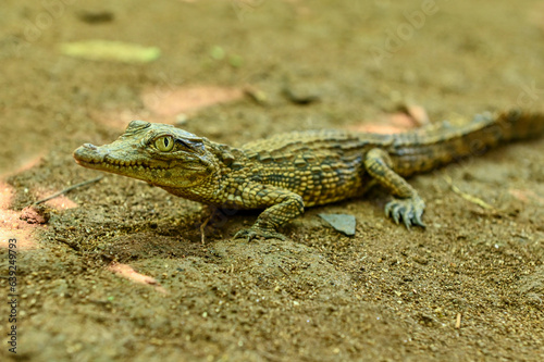 Young crocodile