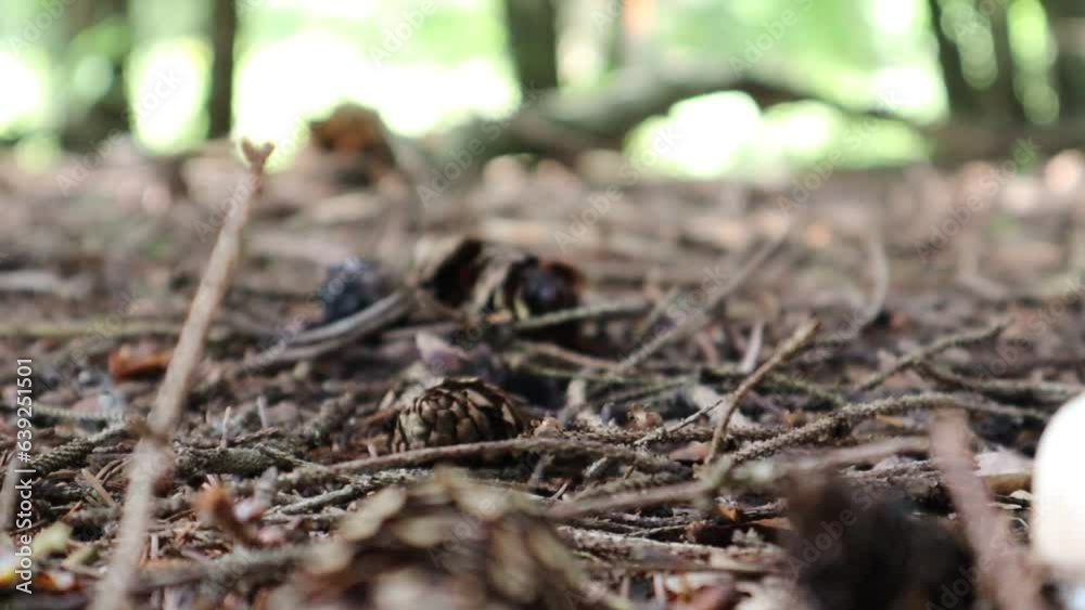 White mushroom grows among fir trees and needles right out of the ground. HD quality video