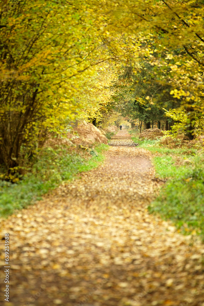 Fototapeta premium Forêt à l'automne..équitation..