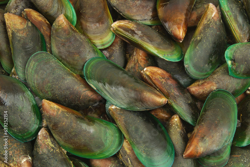 Fresh green-lipped mussels as background.