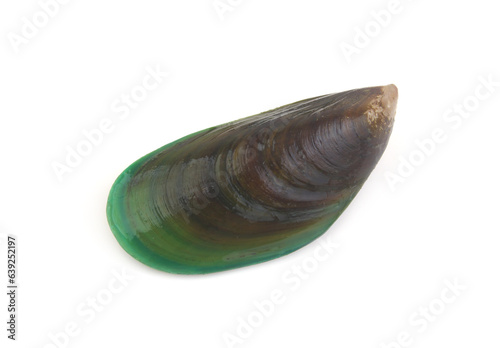 One green mussel isolated on white background