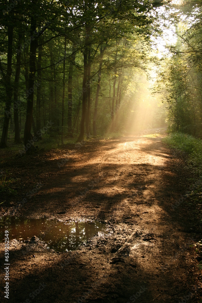 Obraz premium Forêt domaniale de Raimes-Saint Amand-Wallers