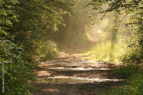 Forêt domaniale de Raimes-Saint Amand-Wallers photo