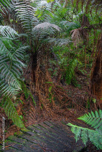 Fototapeta Naklejka Na Ścianę i Meble -  Great Otway National Park, Australia