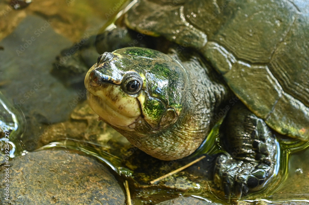 Madagascan big-headed turtle (Erymnochelys madagascariensis) Madagascan big-headed turtle (Erymnochelys madagascariensis)
