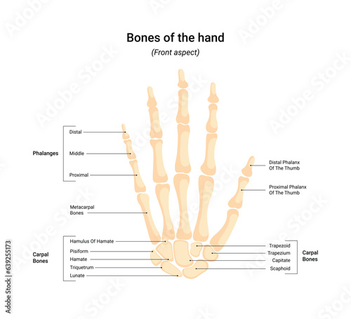 Human hand bone system vector infographic photo