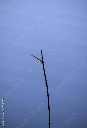 Wooden stick sticking out of the water