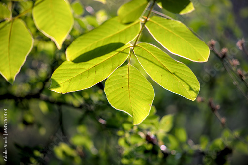 Walnut green leaves on sunlight