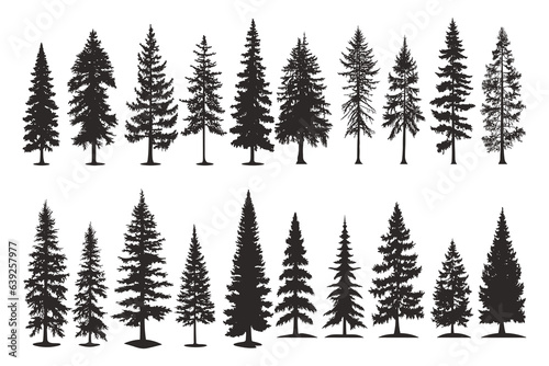 Set of silhouettes of spruce trees vector illustration