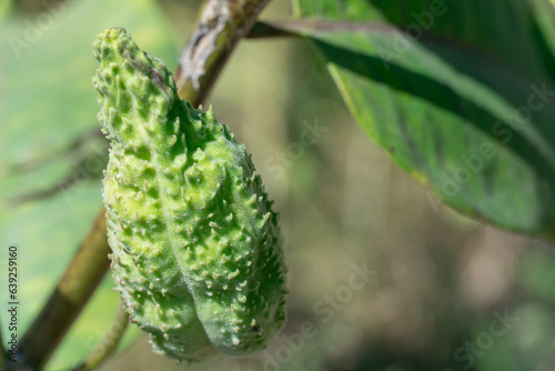 Green pods of asclepias syriaca with seeds close up. Common milkweed plant with textured immature fruits. Follicles of wild syrian milkwort in late summer. Stem and capsule of perennial weed. photo