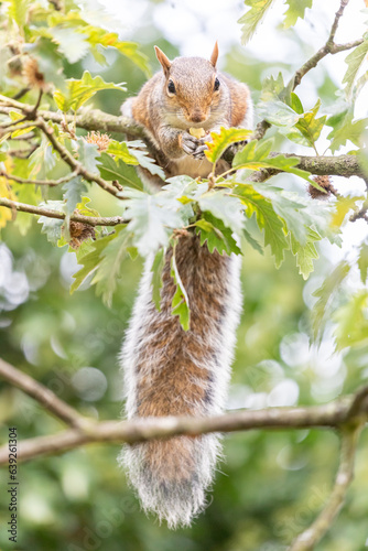 Grey Squirrel enjoying Acorns from an Oak tree in a UK park