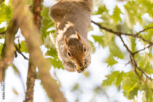Grey Squirrel hanging upsidedown eating