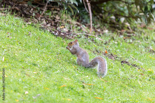 Grey Squirrel enjoying Acorns 