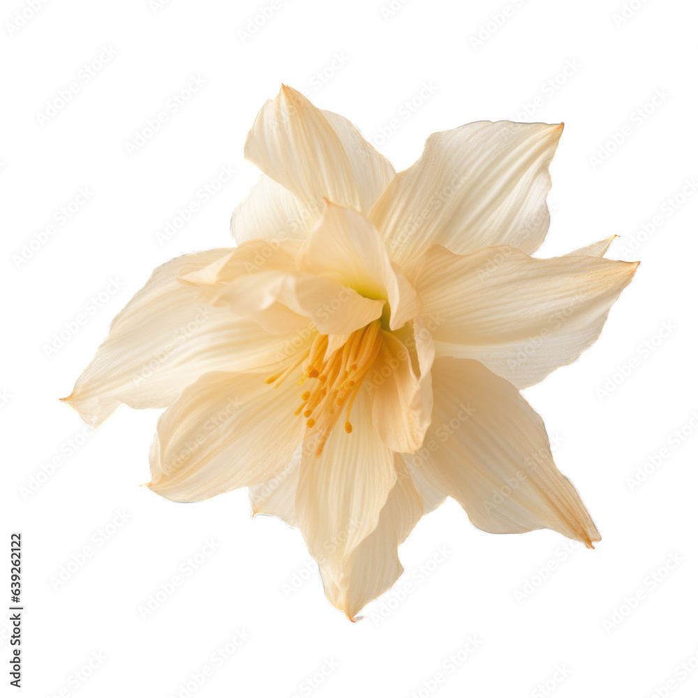 Narcissus (Daffodil) dried flower isolated on transparent background. Generative AI