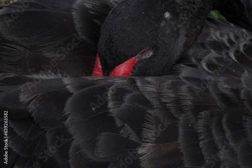 Bellissimo esemplare di cigno nero che riposa tenendo la testa posata sul corpo,  su un prato photo
